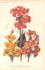 Схема вышивки «Revue Horticole Botanical Book »