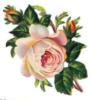 Схема вышивки «Нежная роза»