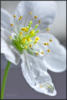 Схема вышивки «Весенний цветок»