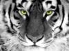Тигр зеленоглазый: оригинал