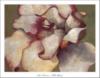 White Begonia art : оригинал
