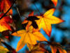 Осенние листья: оригинал
