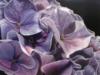 Схема вышивки «Сиреневые цветы»