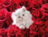 Схема вышивки «Кот в розах»