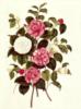 Схема вышивки «Camellia art »