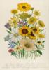 Схема вышивки «Daisies, plate 31 from »