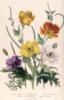 Схема вышивки «Poppies and Anemones, plate 5 f»