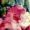 Dianthus Doris art : предпросмотр