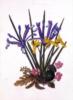 Схема вышивки «Iris reticulata, Cyclamen and »