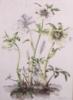 Схема вышивки «Helleborus orientalis subsp. gu»