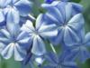 Голубые цветы: оригинал