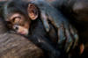 Схема вышивки «Детеныш шимпанзе»