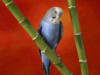 Схема вышивки «Blue_parrot»