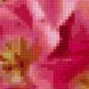 Розовые лилии: предпросмотр