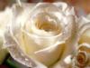 белая роза: оригинал