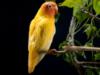 Схема вышивки «Желтый попугай»