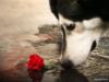 Собака и роза: оригинал