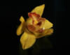 Схема вышивки «Желтая орхидея»