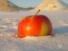 Яблоко на снегу: оригинал