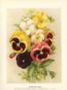 Схема вышивки «Цветы в гравюрах 19 века..»