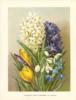 Цветы в гравюрах 19 века..: оригинал