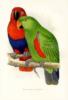 Схема вышивки «Яркие попугайчики»