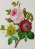 Схема вышивки «Роза, клематис и анемона»