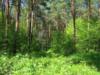 Схема вышивки «Лес в Самарской области»