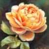 Схема вышивки «Подушка оранжевая роза »