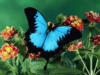 Голубая бабочка: оригинал
