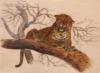 Схема вышивки «В.Бастрыкин "Леопард на дереве"»
