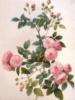 Схема вышивки «Роза полиантовая»
