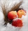 Яблоки на снегу: оригинал