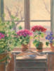 Схема вышивки «Цветы на окне»