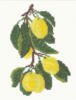 Ветка лимона: оригинал