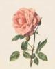 Одинокая розовая  роза: оригинал