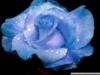 Схема вышивки «Голубая роза на черном»