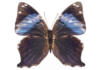 Схема вышивки «Черная бабочка»
