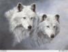 Белые волки: оригинал