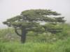 Камчатское дерево: оригинал