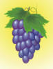 Гроздь винограда: оригинал