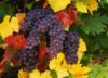 Схема вышивки «Осенний виноград»