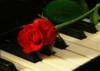 Схема вышивки «Алая роза на рояли»