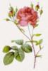 Схема вышивки «Веточка розы»
