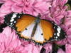 Схема вышивки «Бабочка на розовом»