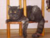 Схема вышивки «Кот серый Сёма»