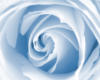 Схема вышивки «Подушка - Голубая роза»