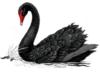 Схема вышивки «Черный лебедь»