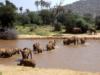 Схема вышивки «Стадо слонов в реке»