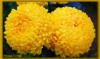 Желтые хризантемы: оригинал